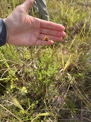 Rhynchospora megaplumosa