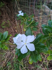 Catharanthus roseus