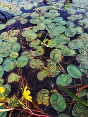 Polypedilum braseniae