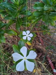 Catharanthus roseus