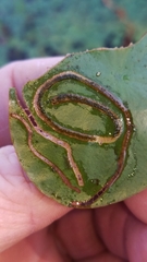 Polypedilum braseniae