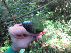 Lepidothrix coronata