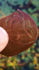 Polypedilum braseniae