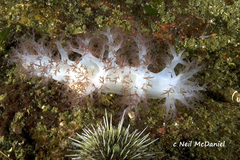 Dendronotus rufus