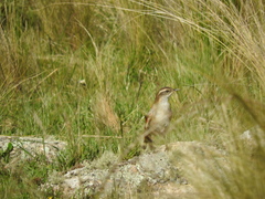 Cinclodes comechingonus