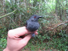 Thamnophilus aethiops