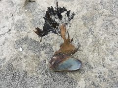 Modiolinae