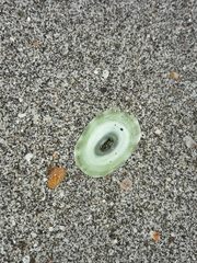 Fissurella virescens