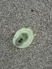 Fissurella virescens