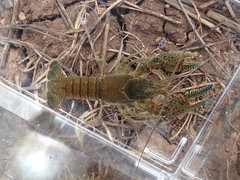 Faxonius cyanodigitus