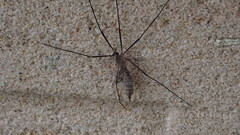 Tipula pagana