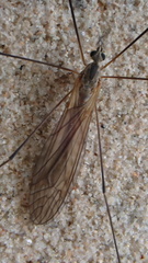 Tipula pagana