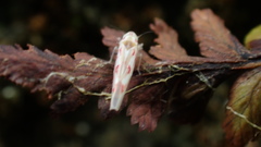 Zygina flammigera