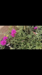 Portulaca
