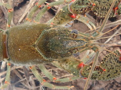 Faxonius cyanodigitus