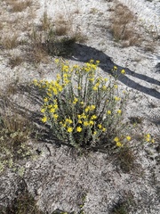Chrysopsis floridana