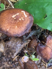Tricholoma pessundatum