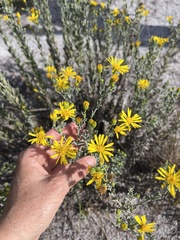 Chrysopsis floridana