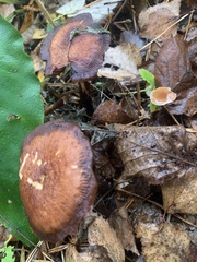 Tricholoma pessundatum