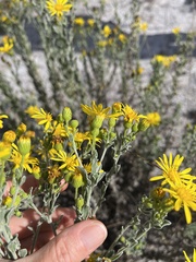 Chrysopsis floridana