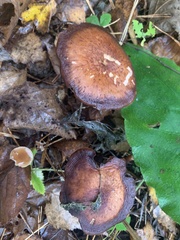 Tricholoma pessundatum