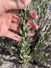 Chrysopsis floridana