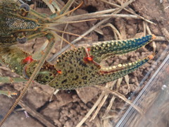 Faxonius cyanodigitus