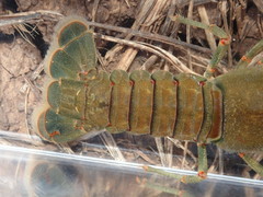 Faxonius cyanodigitus