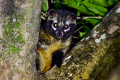 Paradoxurus hermaphroditus