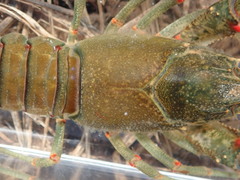 Faxonius cyanodigitus