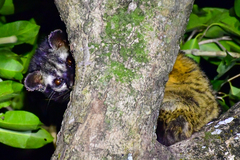 Paradoxurus hermaphroditus