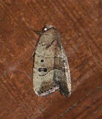 Elaphria fuscimacula