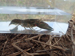 Faxonius cyanodigitus