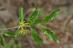 Vangueria macrocalyx