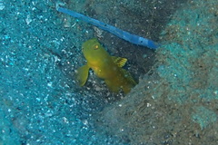 Cryptocentrus sericus
