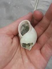 Porphyrobaphe iostoma