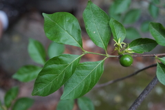 Vangueria macrocalyx