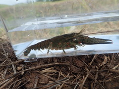 Faxonius cyanodigitus