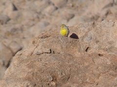 Sicalis uropygialis
