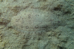 Heteromycteris hartzfeldii