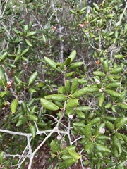 Quercus inopina