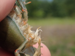 Faxonius cyanodigitus