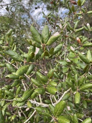 Quercus inopina