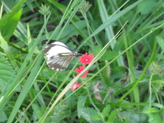 Pieriballia viardi