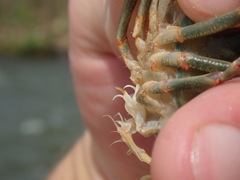 Faxonius cyanodigitus