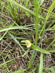 Commelina gambiae