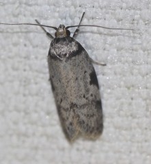 Philobota transversella