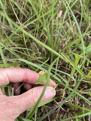Commelina gambiae