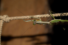 Notomantis brunneriana