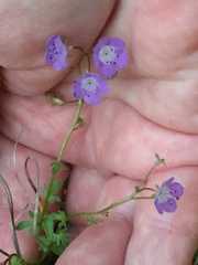 Phacelia glabra